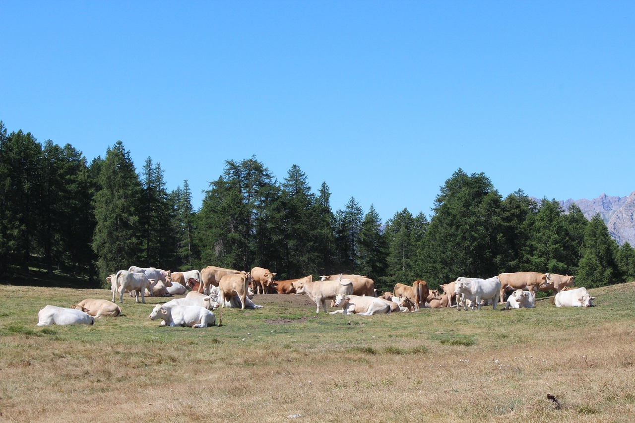 Vaches paissant paisiblement dans un champ verdoyant du Queyras.