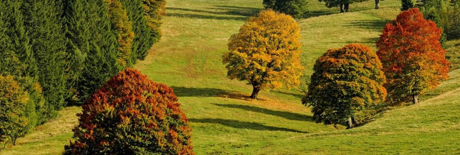 Forêt du Queyras aux couleurs d’automne avec montagnes en arrière-plan.