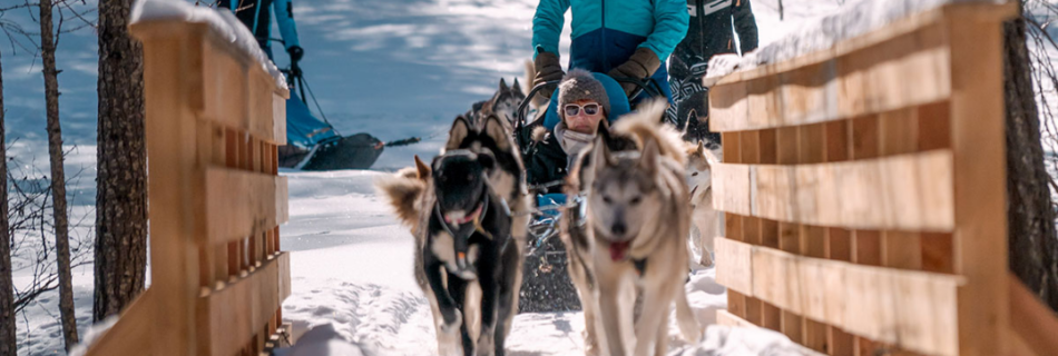 Découvrez le chien de traîneau dans le Queyras