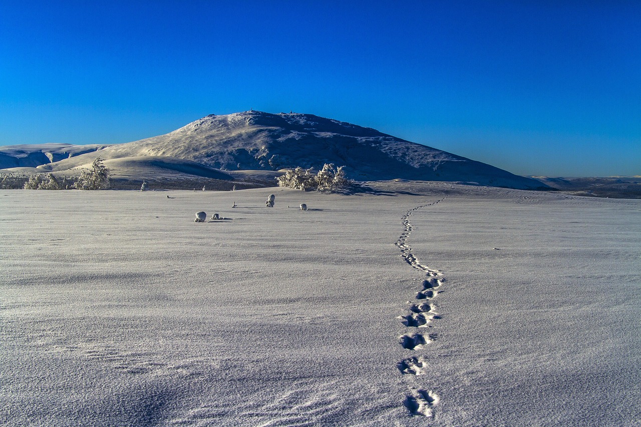 Coureur participant &agrave; un snow trail sur les sentiers enneig&eacute;s du Queyras.