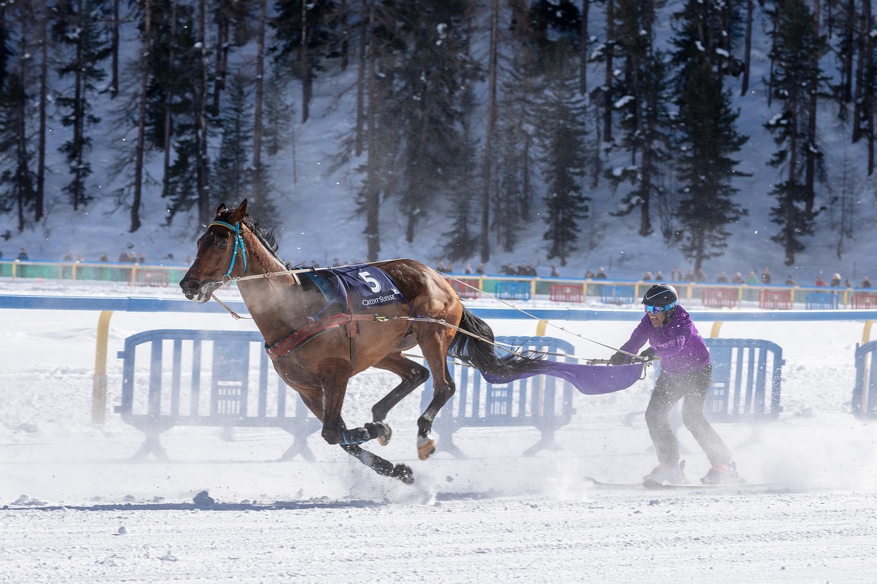 Skieur tracté par un cheval sur une piste enneigée du Queyras.