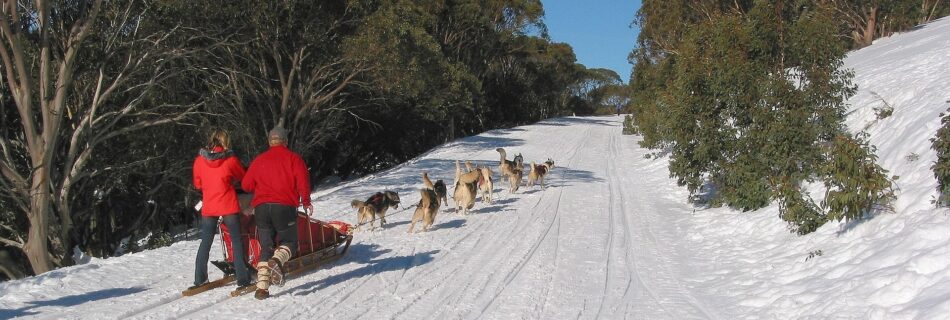 Attelage de chiens de tra&icirc;neau sur piste enneig&eacute;e en montagne
