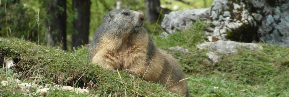 Marmotte en alpage dans le Queyras &ndash; destination queyras d&eacute;couverte faune et flore