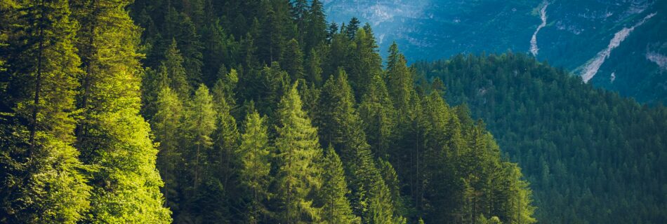Location Queyras en toute saison en &eacute;t&eacute; avec lac de montagne et for&ecirc;t verdoyante