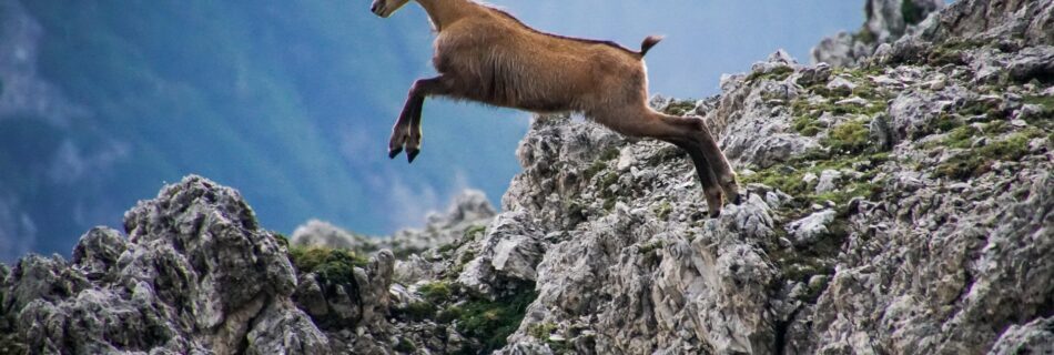 Chamois dans les montagnes du Queyras &ndash; destination queyras d&eacute;couverte faune et flore